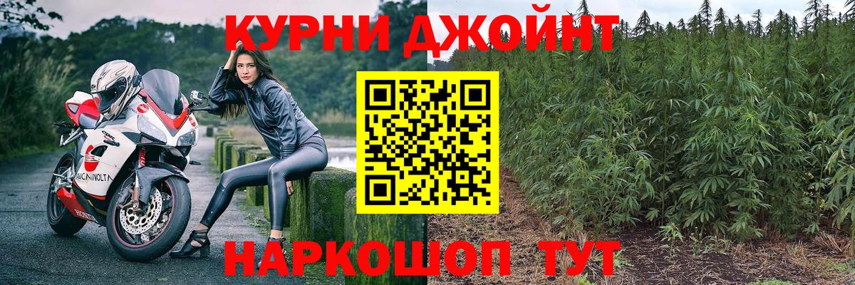 Конопля сатива Балтийск